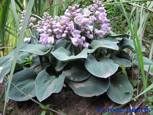 Hosta 'Blue Mouse Ears'